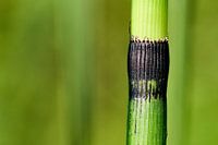 Japanese cave pipe, a marsh plant similar to bemboo