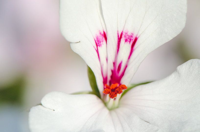 Geranium by Ronne Vinkx