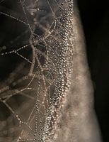 Spinnennetz im Morgentau.