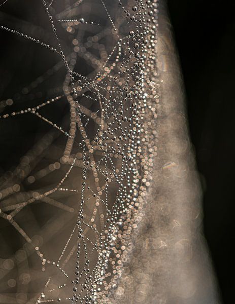 Toile d'araignée dans la rosée du matin. par Nico Boersma