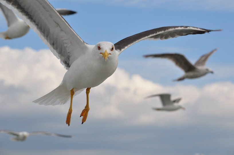 Zeemeeuwen boven Texel van StePix