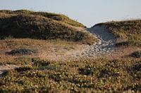 Zand pad over de duin.