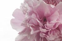 Makroaufnahme einer rosa Pfingstrose in voller Blüte, Bild 4