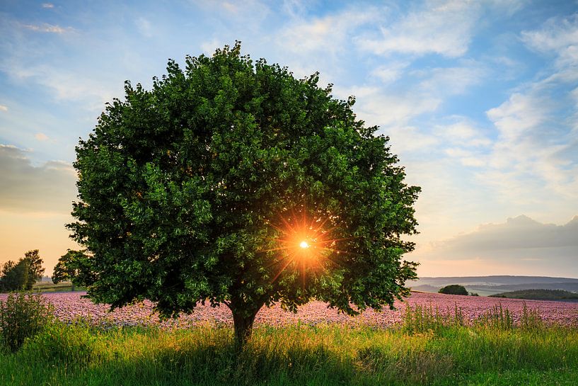Sommerabend von Daniela Beyer