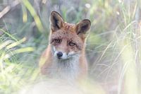 Roter Fuchs