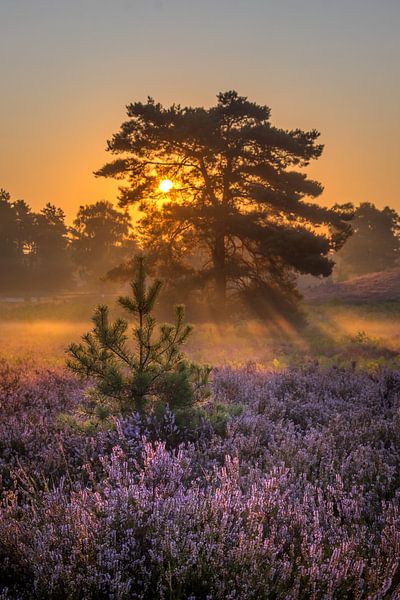 Sunrise at Brunssummer Heide / Heather Landscape by Maurice Meerten