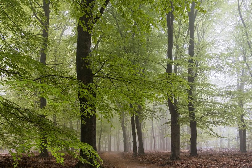 Forêt, arbres et brouillard. par Janny Beimers