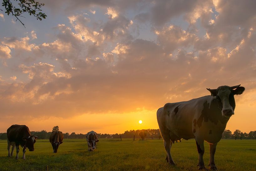 Sonnenuntergang auf einer Wiese mit Kühen von Martien Janssen