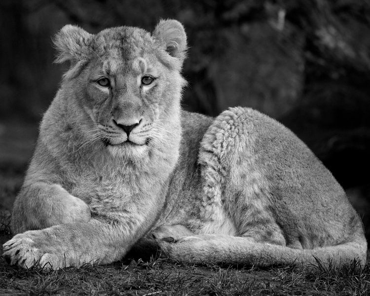 Das Löwenjunge liegt da von Patrick van Bakkum