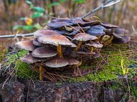 Le brittlestem du châtaignier, un groupe de champignons,