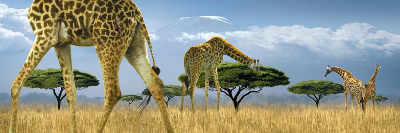 Fantaisie africaine - Photomontage par Adrien Hendrickx