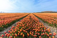 Tulpenfelder auf Goeree-Overflakkee