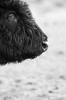 Schwarz-Weiß-Porträt eines schottischen Highlanders