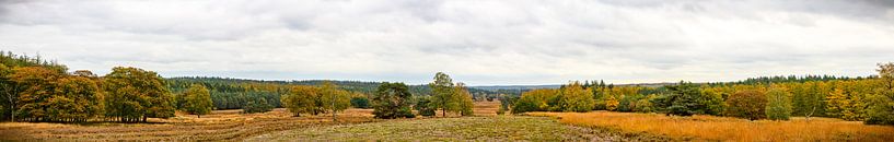 Vue panoramique sur les landes du Loenermark dans le Veluwe pendant l'automne par Sjoerd van der Wal Photographie