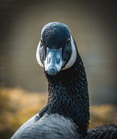 Canada goose portrait