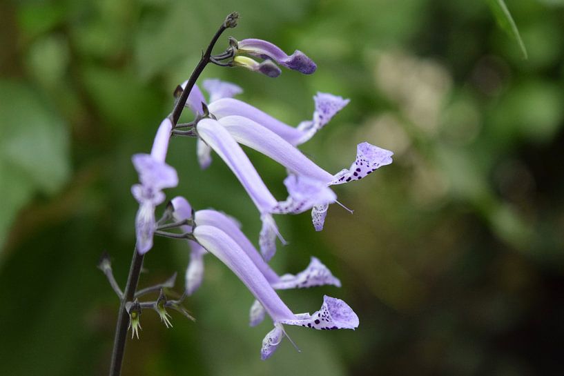 Hellblaue Blume von Nicolette Vermeulen