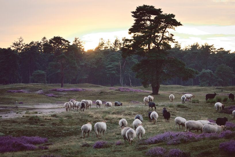 Sheep heading in during sunset by Steven Marinus