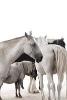 Kunstvolle Pferdeherde