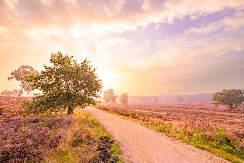 Blühende Heidekrautpflanzen in einer Heidelandschaft bei Sonnenaufgang von Sjoerd van der Wal Fotografie
