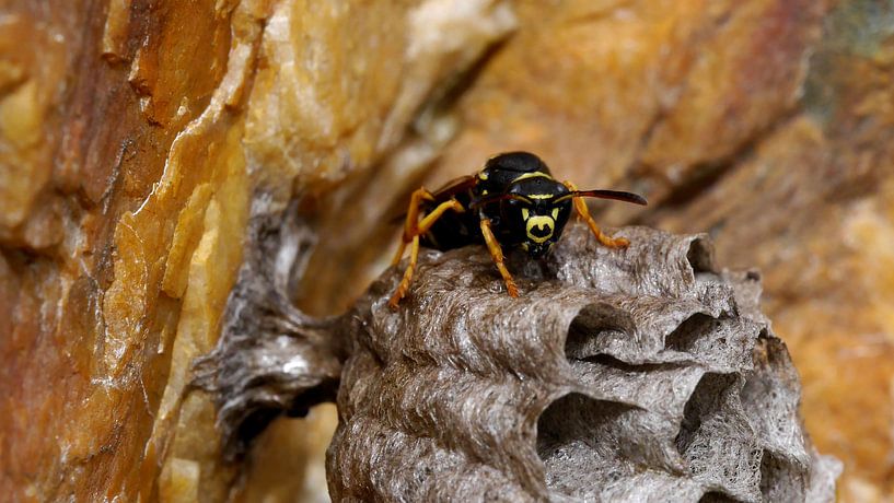 Wesp - Wasp - Guêpe - Wespe von Ben Kah