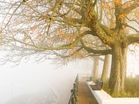 Nebel und Herbst in Zutpen