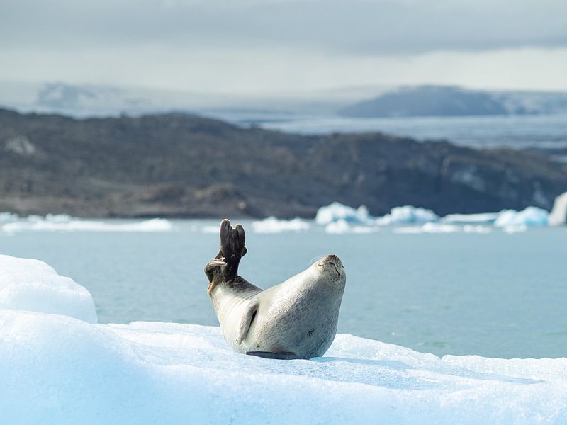 Refroidissement des phoques sur un iceberg en Islande par Teun Janssen
