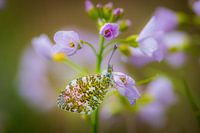 Papillon sur une fleur