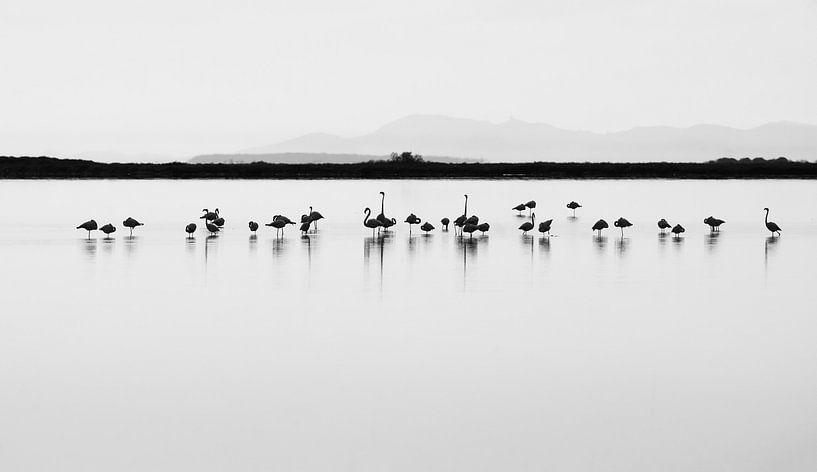 Flamants Roses par JA Art Photography