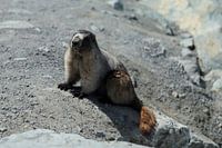 Murmeltier in Canada