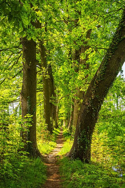 Wanderweg zwischen Bäumen auf der Insel Usedom von Rico Ködder
