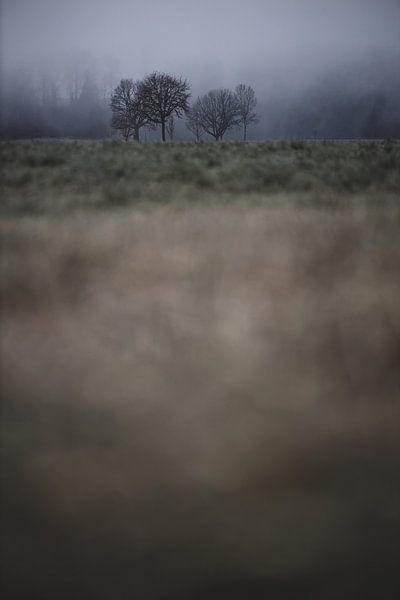Baumgruppe im Frost von Matthias Ettinger