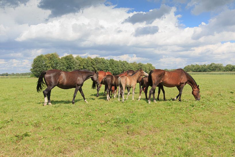 Een kudde paarden met veulens in een weidelandschap von Henk van den Brink