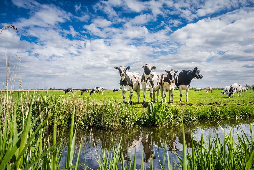Typisch niederländische Landschaft mit Kühen von Caroline Pleysier