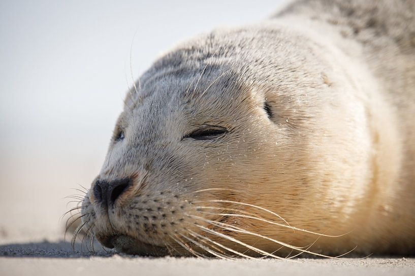 Das Seehundbaby am Strand von PIX on the wall