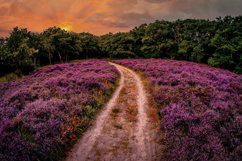 Road between moors by peterheinspictures