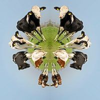 Niederländische Kühe