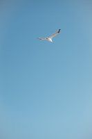 Seagull in blue sky