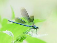 Damselfly spreads its wings
