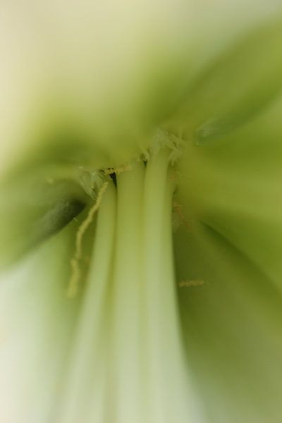 Mâchoir par Bo Hendriksen