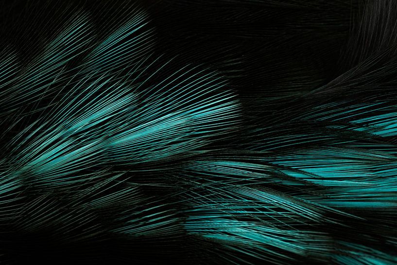 Martin-pêcheur à plumes par Danny Slijfer Natuurfotografie