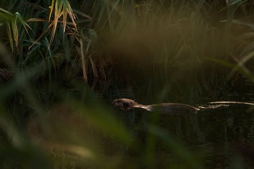 Bever in het laatste licht van Danny Slijfer Natuurfotografie