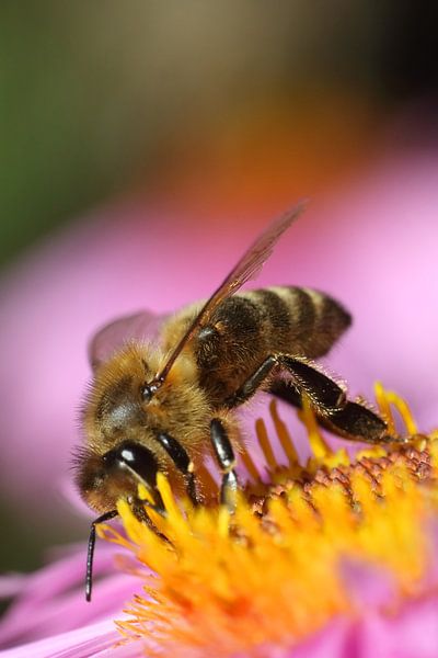 Bee by Klaus-Dieter Schulze