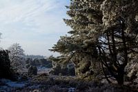 Winter (Drouwen, Drenthe, the Netherlands)