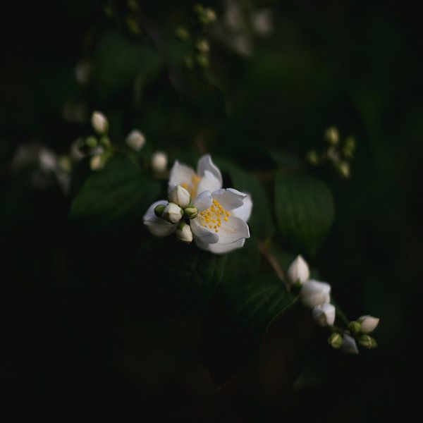 Jasmin en fleur dans la pénombre par Niels Eric Fotografie