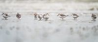 Small sandpipers forage along the waterline