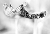 Pieds de lièvre (champignon)