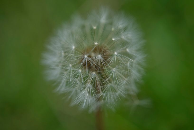 Kleiner Löwenzahn Puffball Kopf auf Grün II von Iris Holzer Richardson