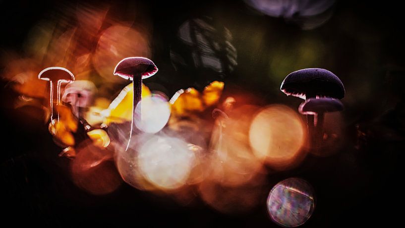 And then there was light by Bob Daalder