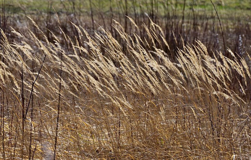 Grass by Daniel Dorst