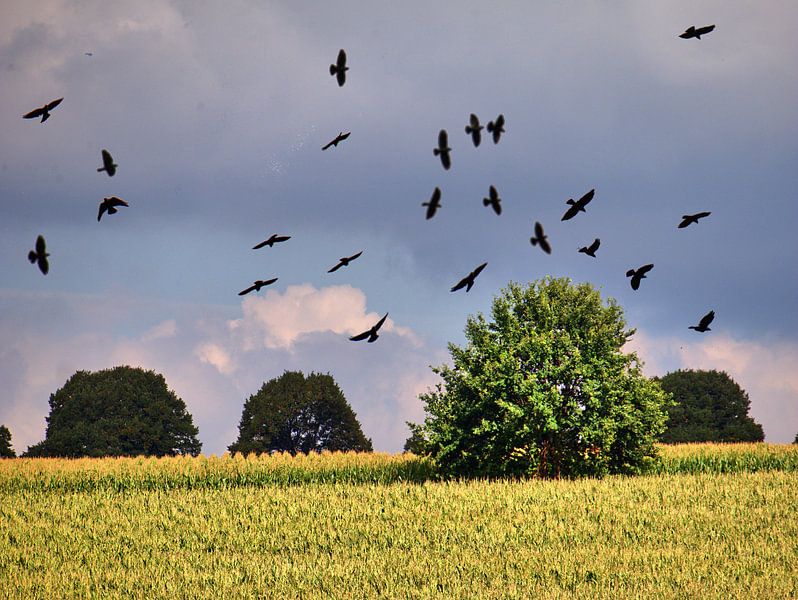 Corbeaux 1 par Edgar Schermaul